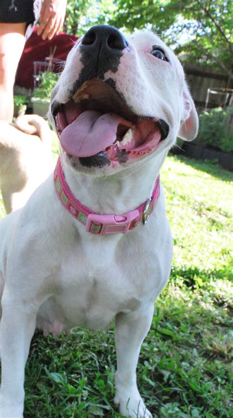 Pit Bull / American Bulldog Mix - Leah - Mid-America Bully Breed Rescue