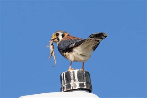 American Kestrel Rip That Lizard Kevin Gill Flickr