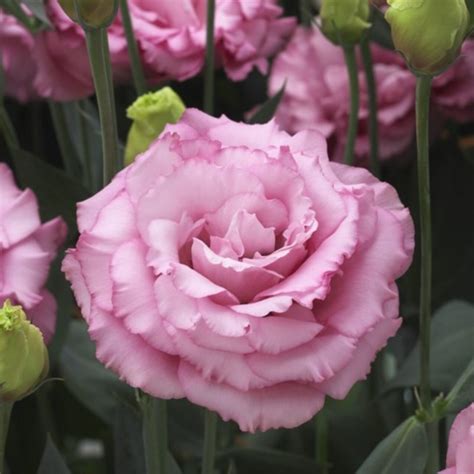 Эустома крупноцветковая Corelli F1 1 Deep Pink - 5 шт.