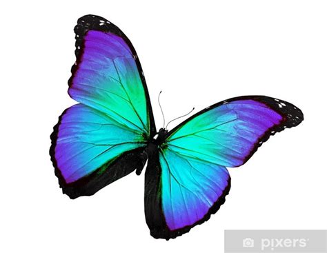 Papier peint Turquoise papillon volant isolé sur blanc FR PIXERS CH