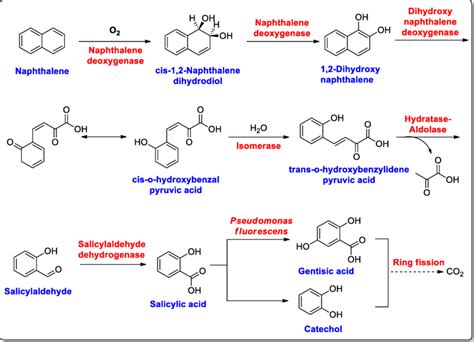 The Main Pathways In The Aerobic Degradation Of Naphthalene By Bacteria