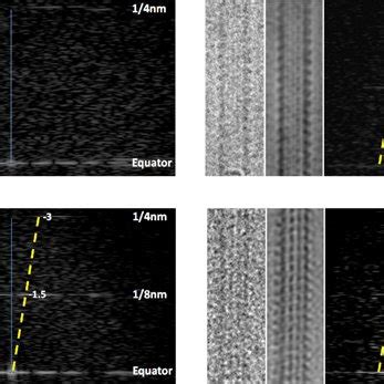 Mal3 and EB1 bind strongly to GTPγS microtubules A Overview TIRF