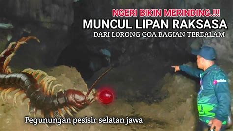 Geger Muncul Lipan Raksasa Dalam Lorong Goa Pesisir Selatan Jawa