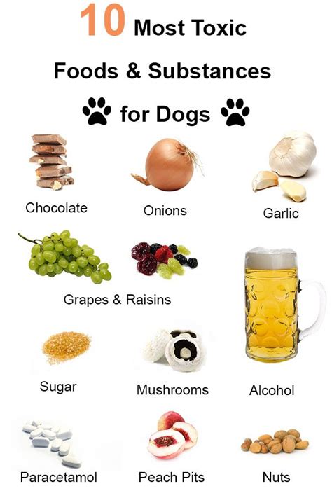 60 best images about Poison Prevention for your Pet on Pinterest | Cats ...