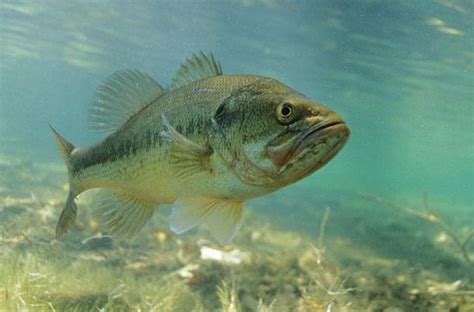 Largemouth Bass Underwater