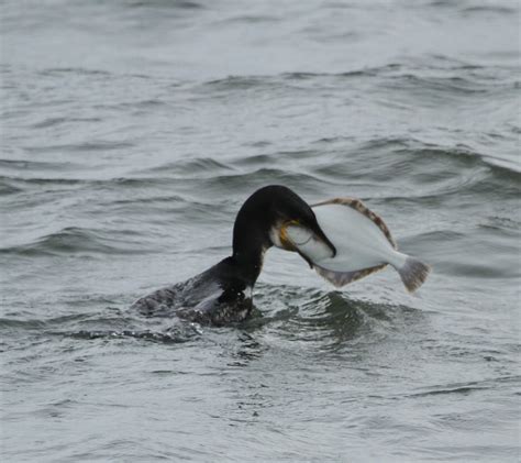 Ni Bird Pics Cameron Moore Peregrine And Cormorant