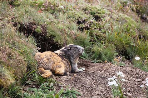 Olympic Marmot - A-Z Animals