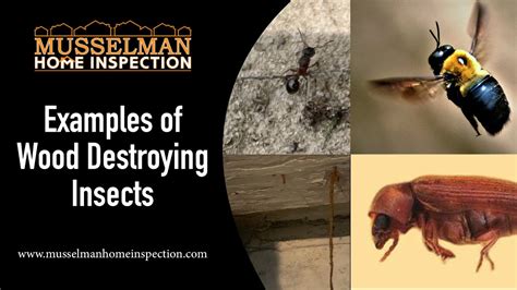 Examples Of Wood Destroying Insects Youtube