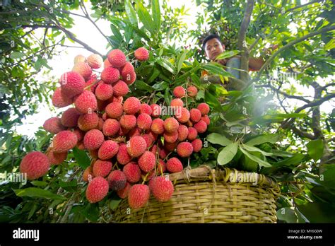 Little Children Brought Litchi To The Litchi Tree At Rooppur Ishwardi