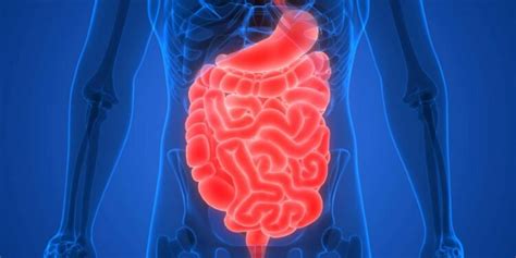 Que Lado Fica O Intestino - Você sabe o que é a síndrome do intestino irritável? Saiba os sintomas ...