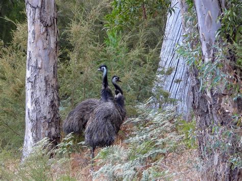 Casuariidae Emu Male And Female Escarpment Halls Gap V Flickr