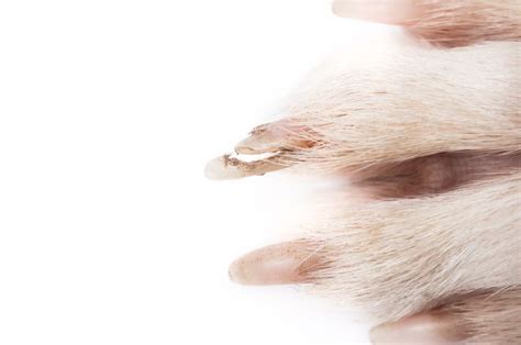 How To Treat Your Dogs Broken Nail Vet Explained Step By Step Guide