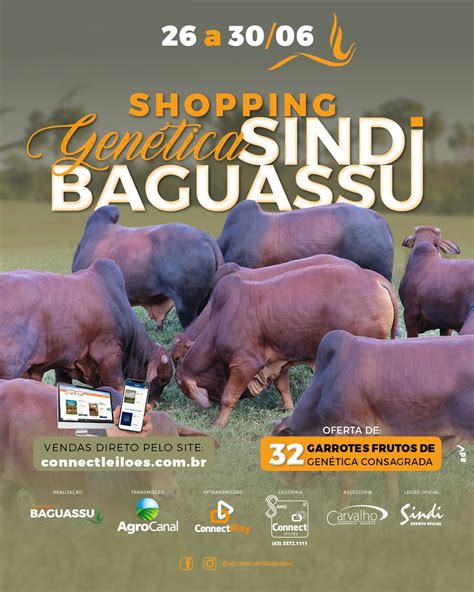 Shopping Genética Sindi Baguassu Connect Leilões Conectando o