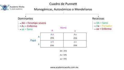 Cuadro De Punnett Ejercicios