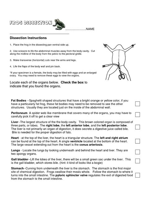 11 Best Images Of Frog Dissection Worksheet Frog Dissection Labeling