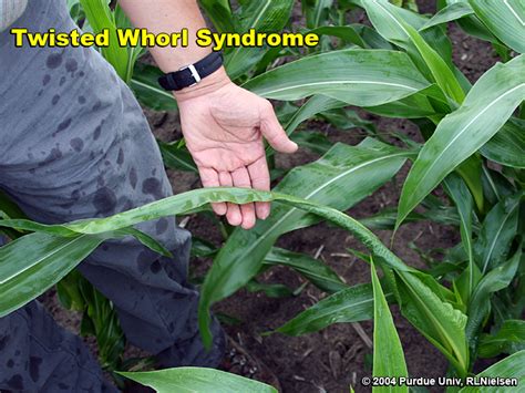 Yellow Tops And Twisted Whorls In Corn Purdue University