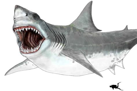 Scientists Still Don T Know What The Megalodon Really Looked Like