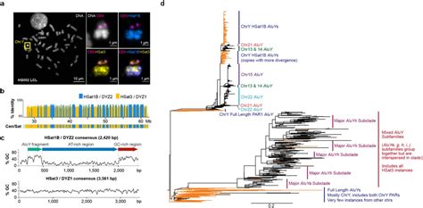 Methodology For Y Chromosome Capture A Complete Genome Sequence Of Y