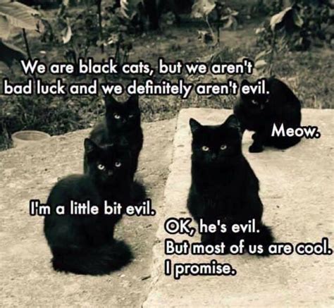 We Are Black Cats But We Aren’t Bad Luck And We Definitely Aren’t Evil Black Cat Memes Cat