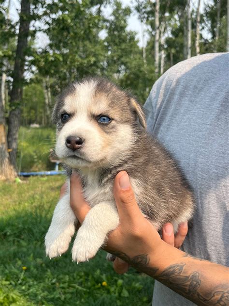 6 Alaskan and Siberian husky puppies $1200 each | Dogs & Puppies for ...