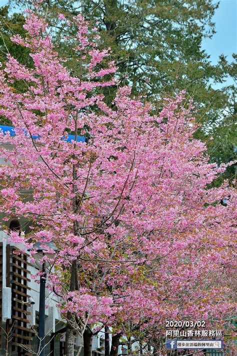 曼哈頓懸日美景抵「嘉」！趕上阿里山花季開跑 追日、賞櫻、鐵道之旅一次滿足 Beautimode 創意生活風格網