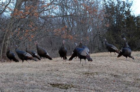 Birding Is Fun Portrait Of A Wild Turkey