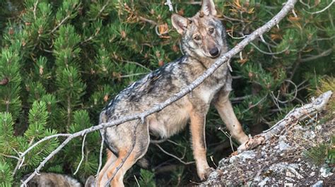 Muse Trento Fauna I Numeri Del Lupo In Italia La Presentazione