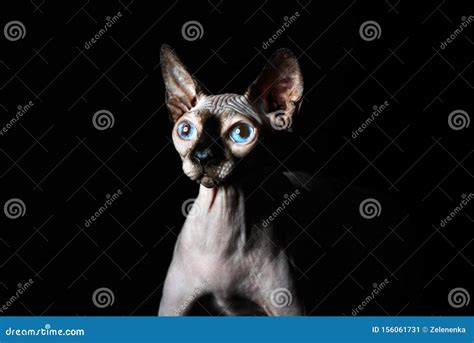 Sphynx Cat Stock Image Image Of Funny Creature Nude