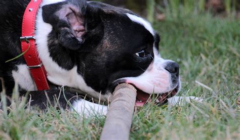 Inhibici N De La Mordida En Perros