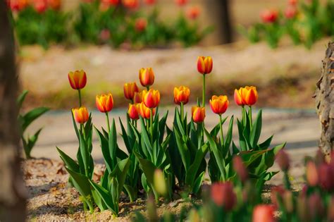 Tulipany Kwiaty Wiosenne Darmowe Zdj Cie Na Pixabay Pixabay