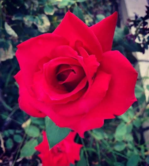 thumbs pro Rose at Hacienda Pèrez Garcia https instagram