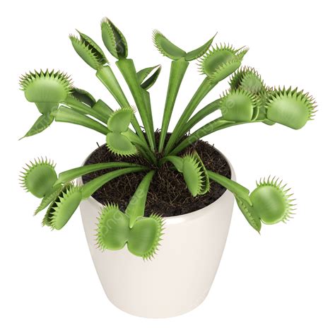 Dionaea PNG Vectores PSD E Clipart Para Descarga Gratuita Pngtree