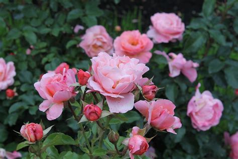 IMG_5293 роза флорибунда Мари Кюри (Marie Curie) Meilland … | Flickr