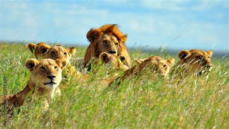 A Pride Of Lions Serengeti National Park Tanzania Stock Foto Adobe