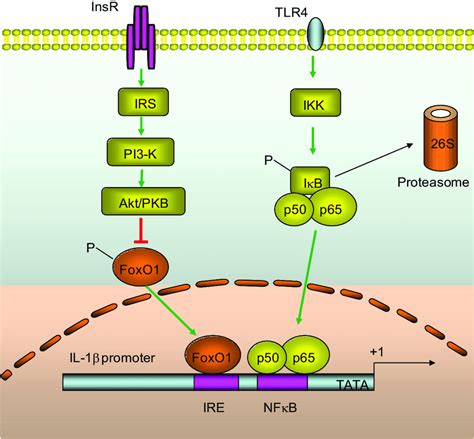 Foxo Signaling Pathway