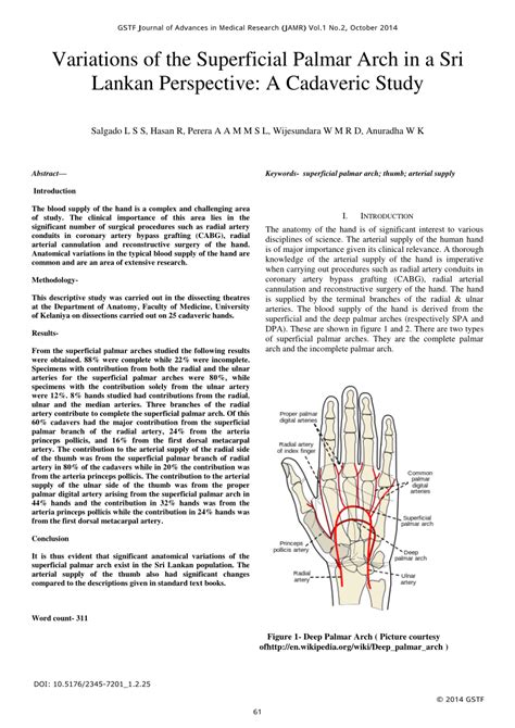 PDF Variations Of The Superficial Palmar Arch In A Sri Lankan