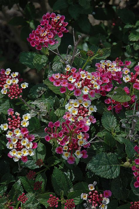 Bandana Pink Lantana Lantana Camara Bandana Pink In Wilmette