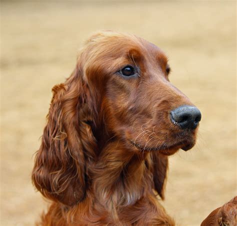 Irish Setter Dog Dogs Wallpapers Hd Desktop And Mobile Backgrounds