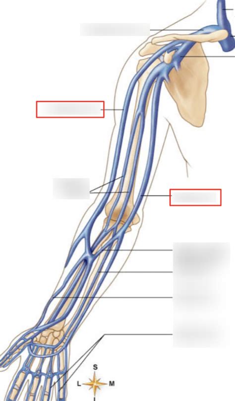 Superficial Upper Limb Veins Diagram Quizlet