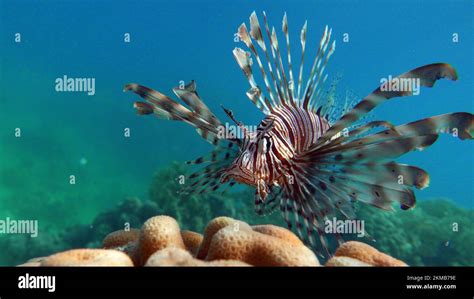 Lion Fish In The Red Sea Lion Fish In The Red Sea In Clear Blue Water