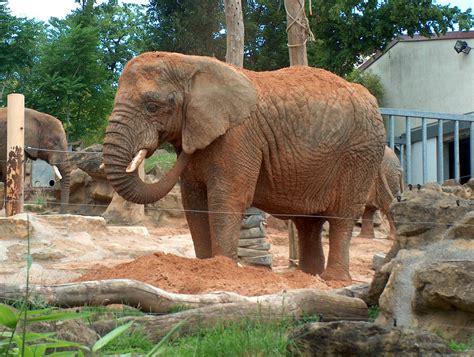 Gajah Satwa Kebun Binatang Sabana Foto Gratis Di Pixabay Pixabay