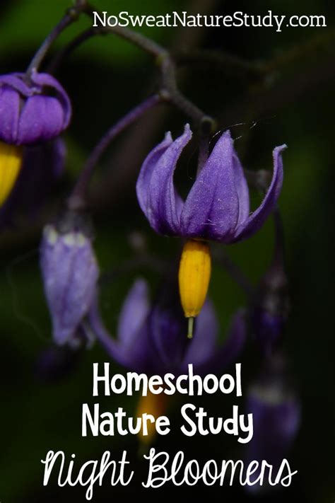 Homeschool Nature Study Night Blooming Flowers