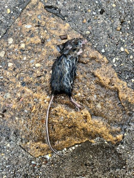 Mice or rats? WARNING dead rodent pics | Mumsnet