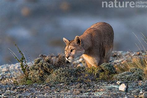 stock photo  puma puma concolor  high altitude habitat  torres