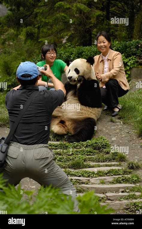 Giant panda Family: Ailuropodidae. Wolong China Conservation and ...