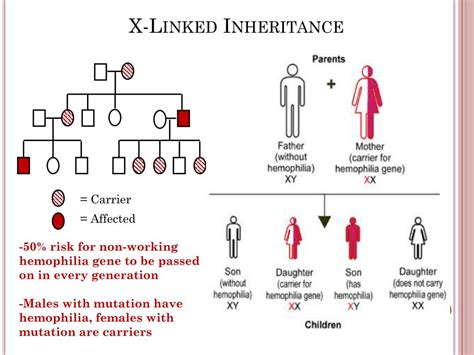 Ppt The Role Of Genetics In The Care Of Hemophiliacs Powerpoint