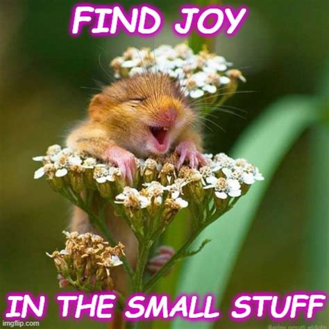 Find Joy In The Every Moment Imgflip