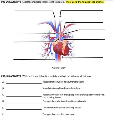 Solved Pre Lab Activity Label The Indicated Vessels On Chegg
