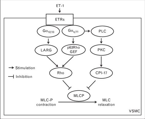 Signalling Pathways Activated By Endothelin 1 To Sensitize The Download Scientific Diagram