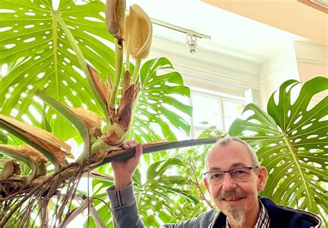 Seltene Bl Te Im Wohnzimmer M Ndener Hendrik Deutsch Brachte Monstera